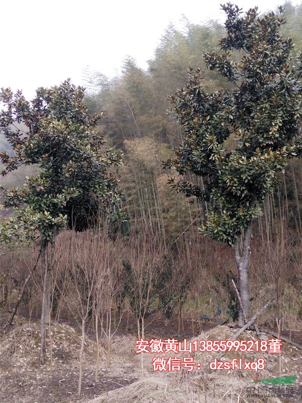 广玉兰  洋玉兰（米4-38cm）安徽黄山 苗圃货源