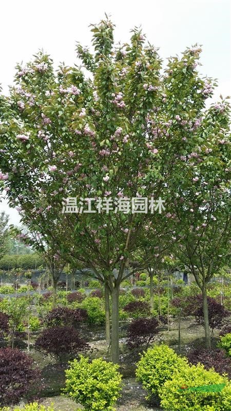 四川祥海园林大量批发1-18公分日本樱花
