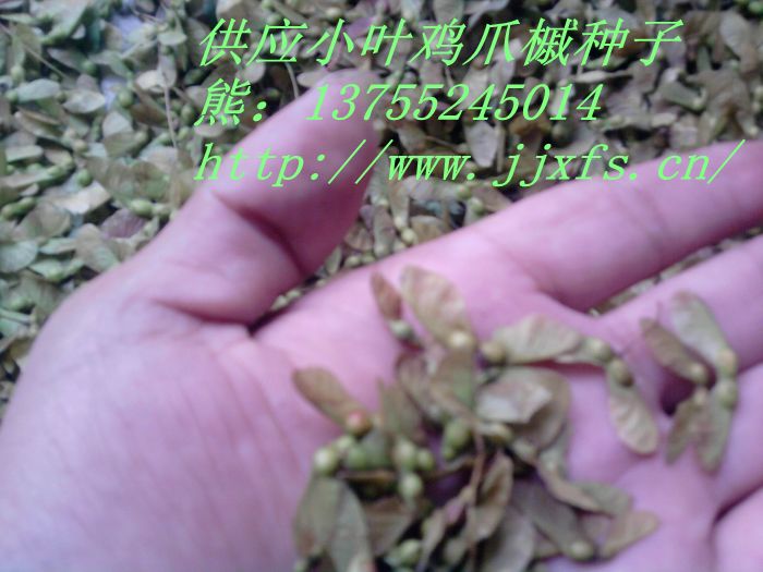 江西九江供应樱花种子，樱花种子价格，哪有樱花种子？，