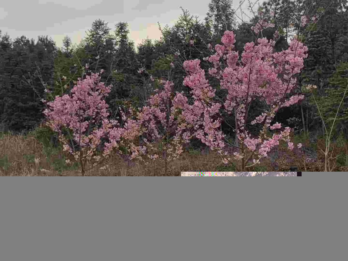 红粉佳人樱花D3公分精品种苗