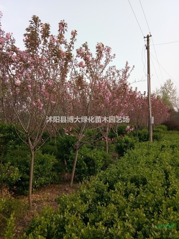 供应8公分樱花树，樱花价格，日本晚樱价格
