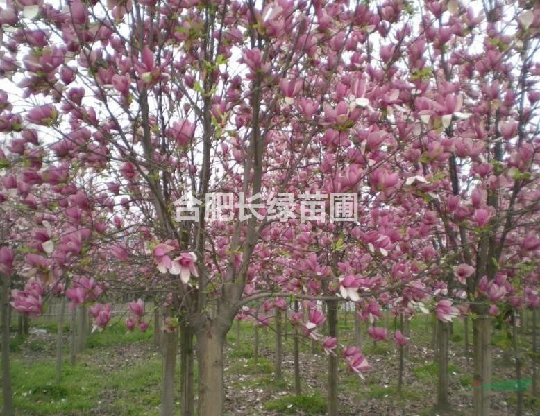 安徽肥西苗木供应商出售红花玉兰，紫薇，红叶李，小叶金桂，樱花