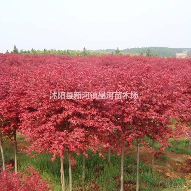 红枫苗价格 优质红枫种植栽培 基地批发绿化苗木规格齐全