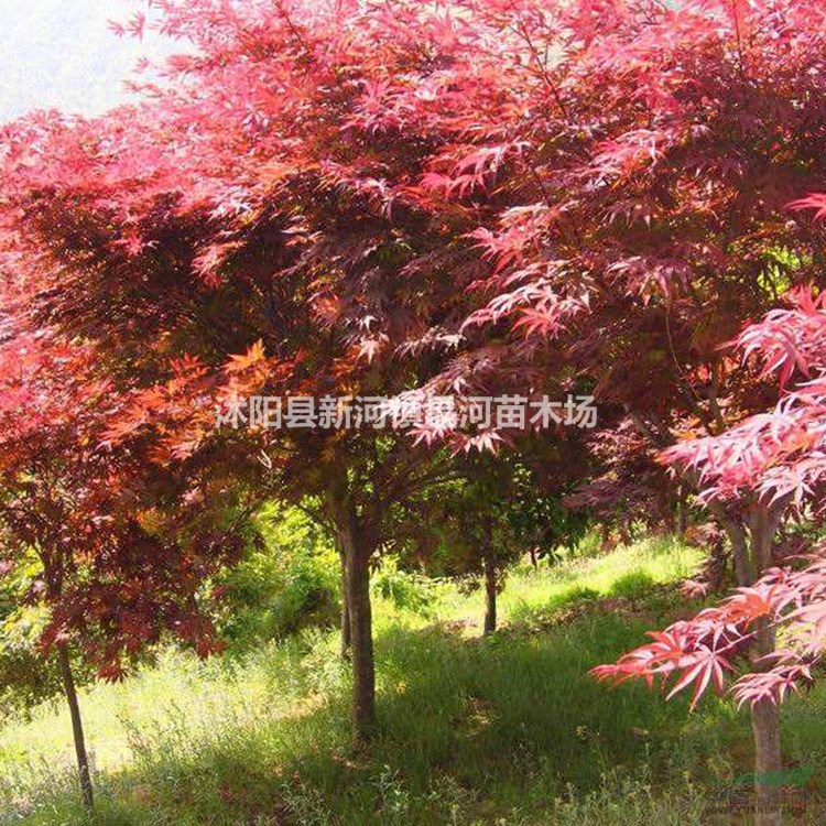 红枫苗价格 优质红枫种植栽培 基地批发绿化苗木规格齐全