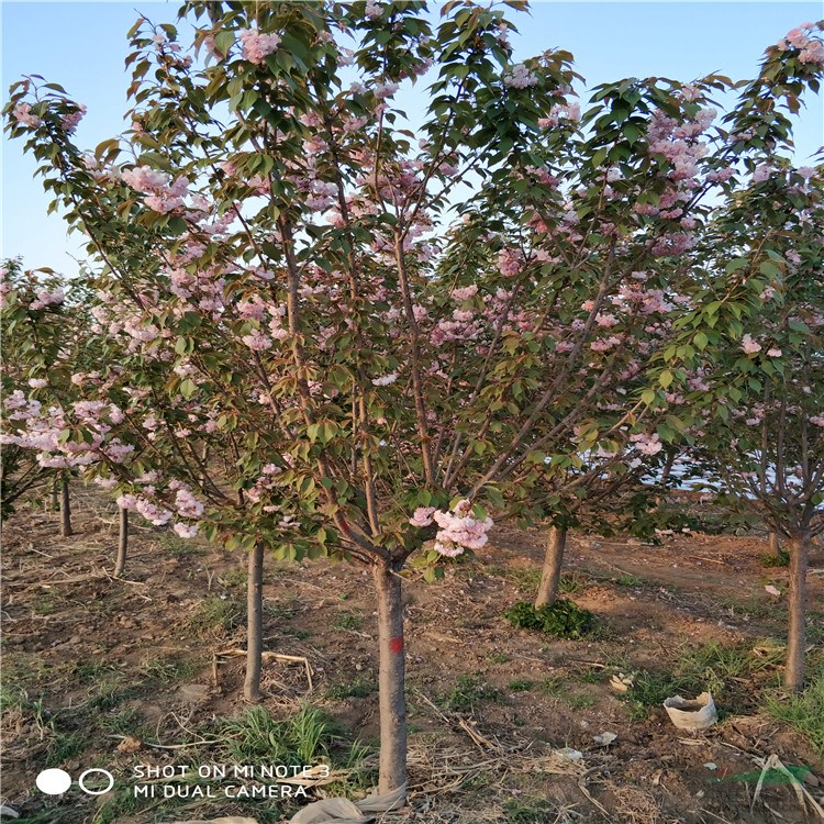 供应2-26厘米的樱花 树上市了，樱花图片，樱花报价表
