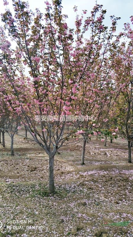 供应2-26厘米的樱花 树上市了，樱花图片，樱花报价表