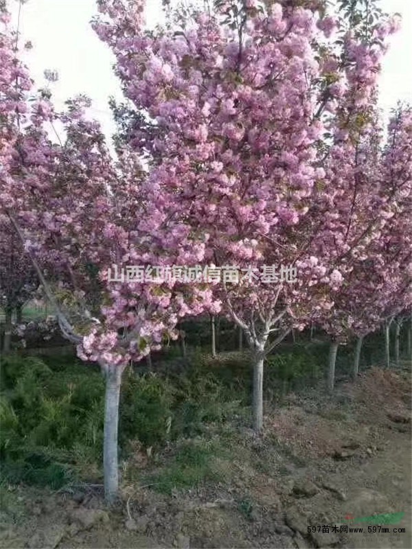  3公分4公分樱花树苗价格. 5公分6公分樱花树哪里多.山西樱花便宜