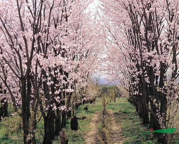 日本樱花报价：胸径6-20公分樱花价格，早樱、晚樱、紫叶矮樱