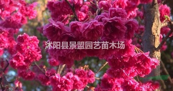 樱花种子多少钱一斤，樱花种子批发价格