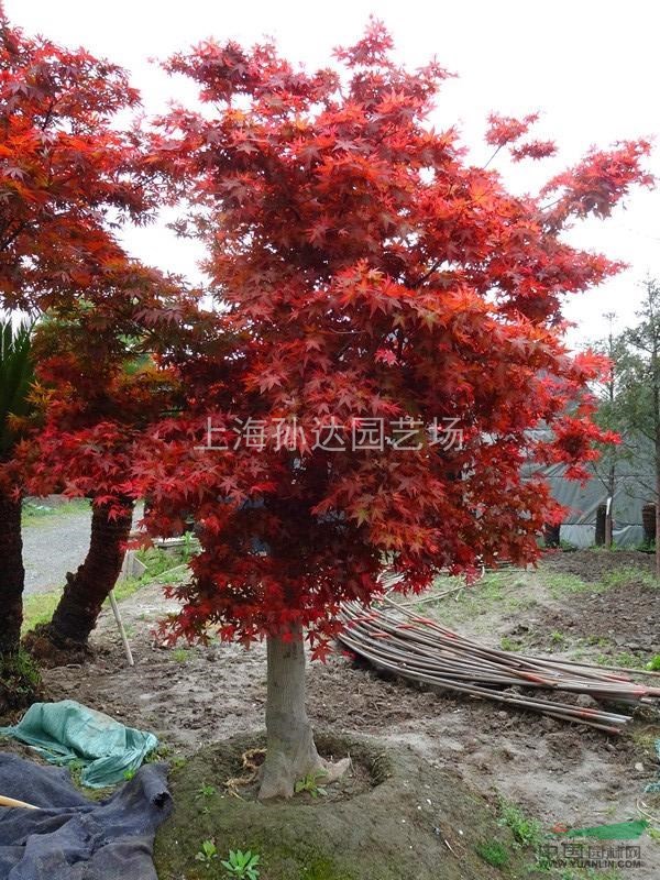14-16cm大红枫（上海）