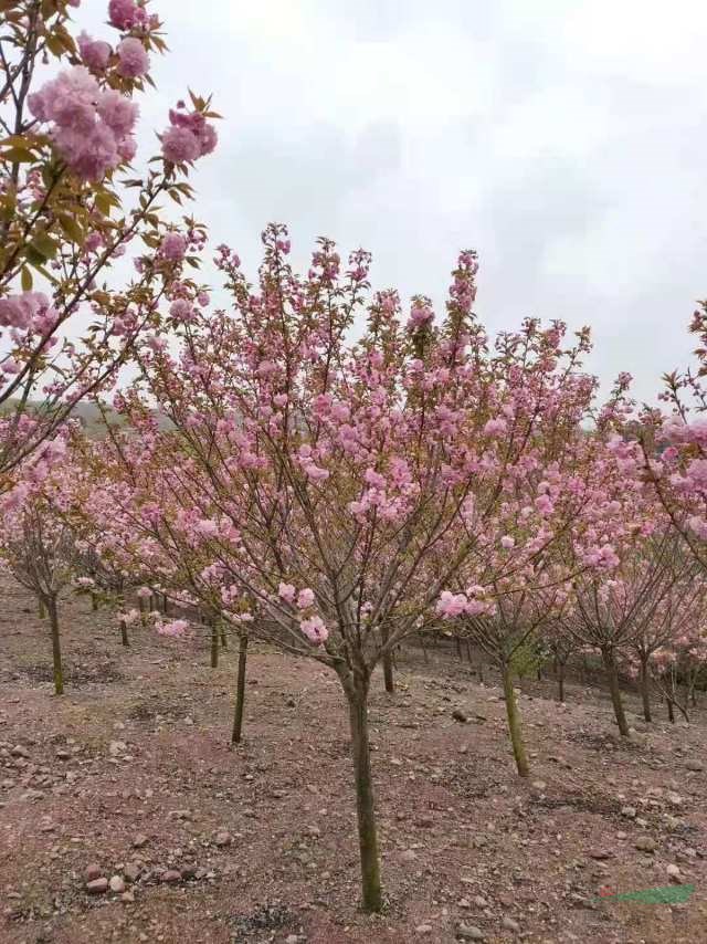 今天从樱花基地实拍的照片，需要采购日本樱花的可以到本基地采购