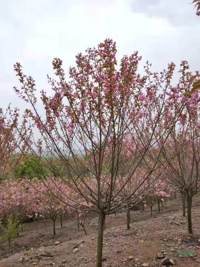 今天从樱花基地实拍的照片，需要采购日本樱花的可以到本基地采购
