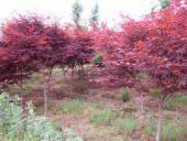 美国红枫、全冠红枫、红枫最低价格、青枫、青枫小苗、柿子树