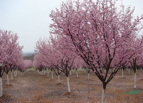 樱花树基地多少钱一棵、沭阳樱花树基地直销