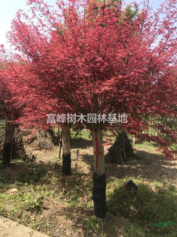 供应红枫10-15cm