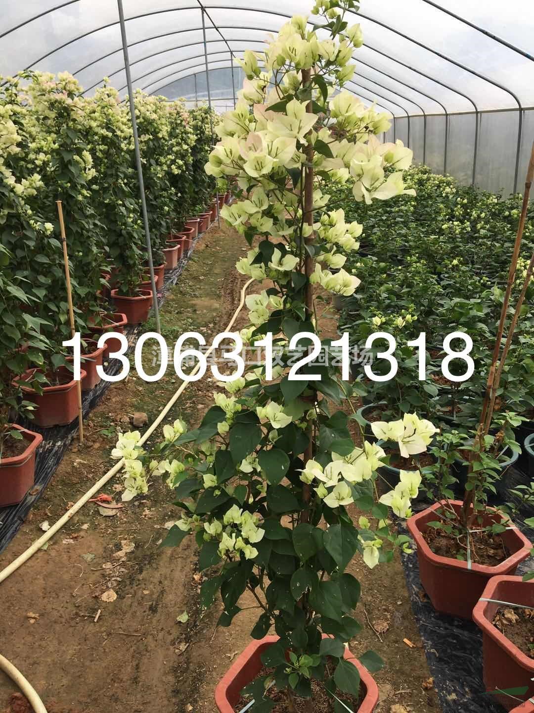 1-1.3米高樱花粉三角梅  价格65