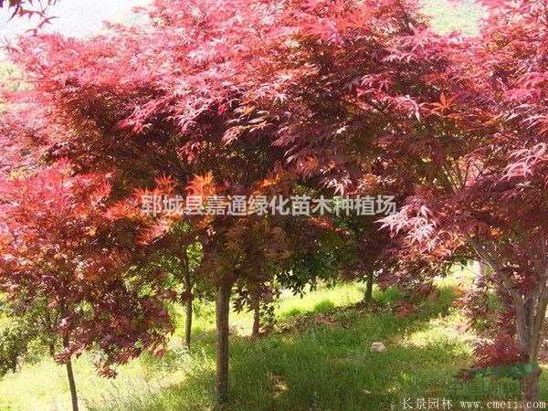 山东红枫种植资讯  10公分红枫价格  红枫图片展示