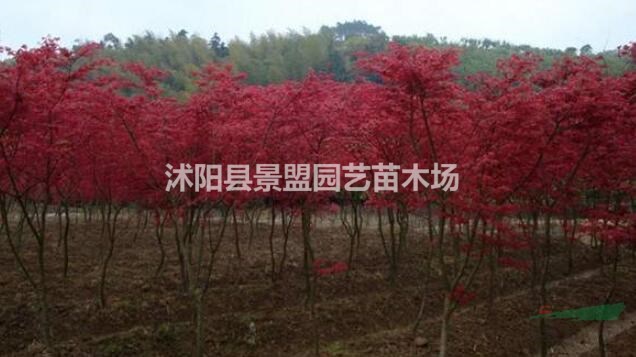 日本红枫有哪些品种？