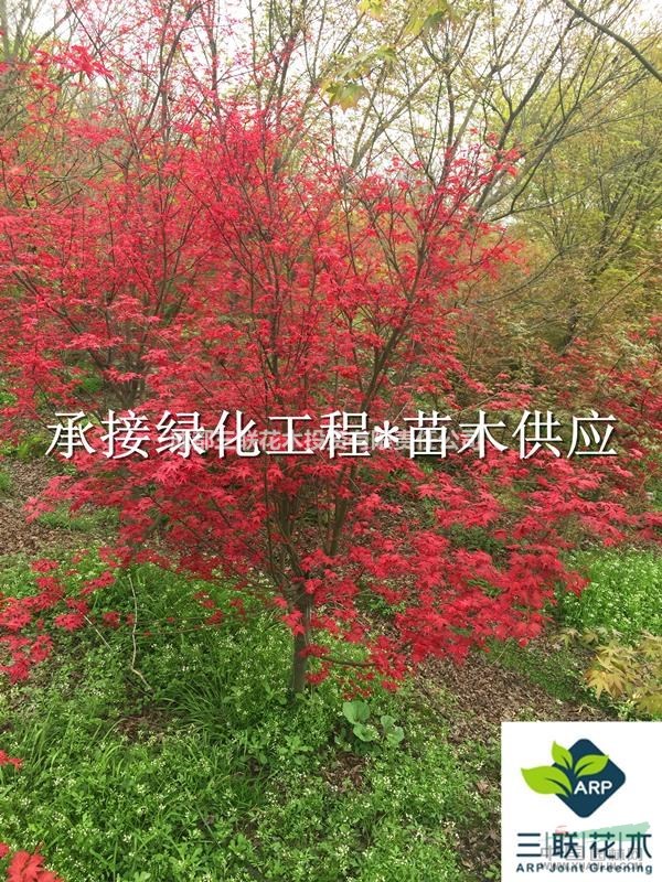 彩叶树种 各品种红枫  成都大量出售 货美价优