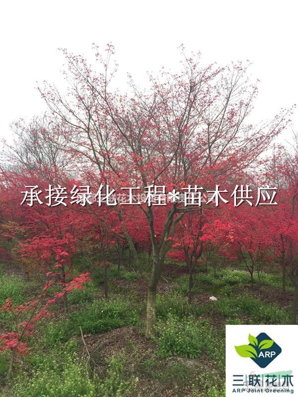 彩叶树种 各品种红枫  成都大量出售 货美价优