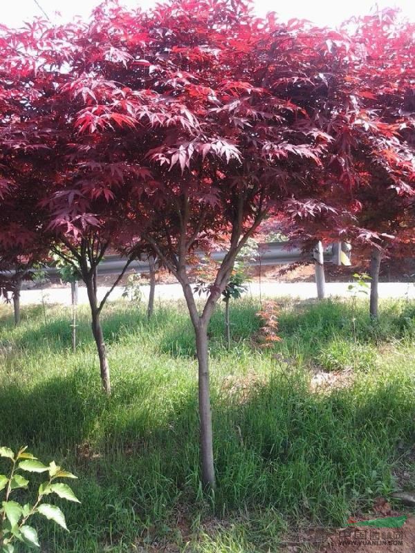 红枫，鸡爪槭，日本红枫，美国红枫