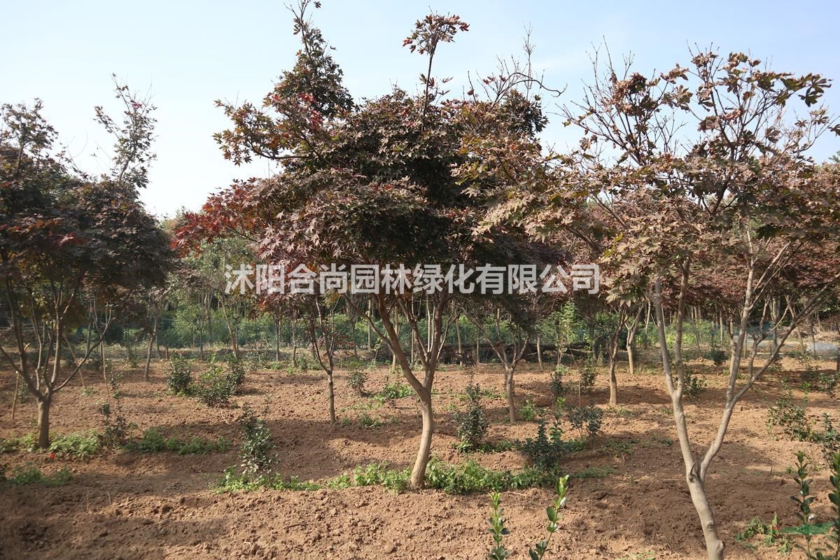 沭阳中国红枫基地 大量销售中国红枫小苗 日本红枫价格图片