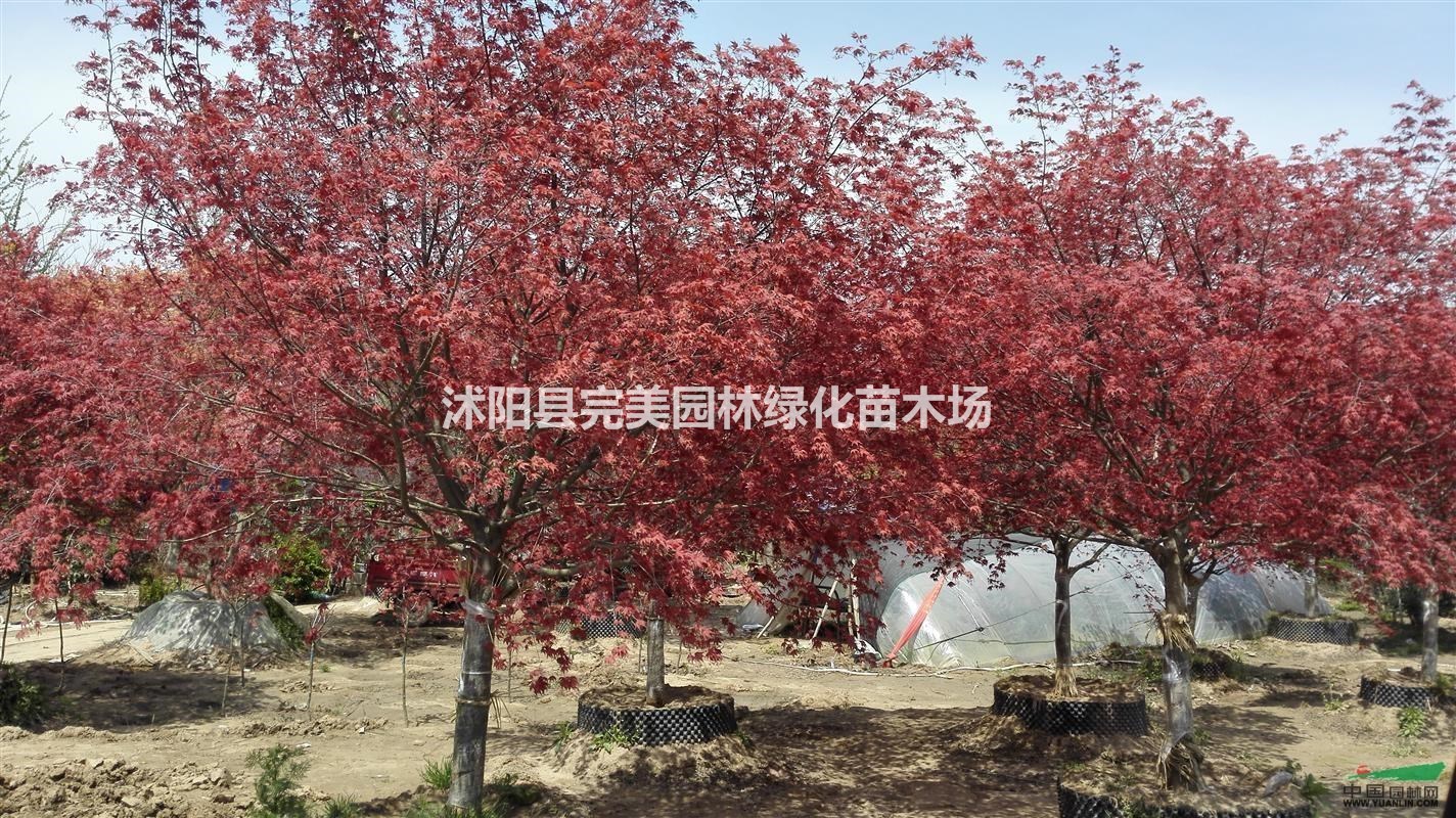 供应日本红枫苗木