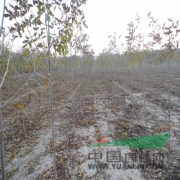 寻速生绿化白蜡树苗就到原黄林牧业长期批发 价格低 