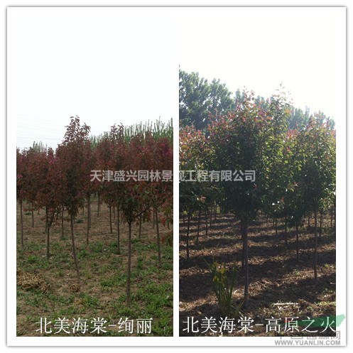 天津地区供应国槐、白蜡、西府海棠、碧桃等常用工程苗
