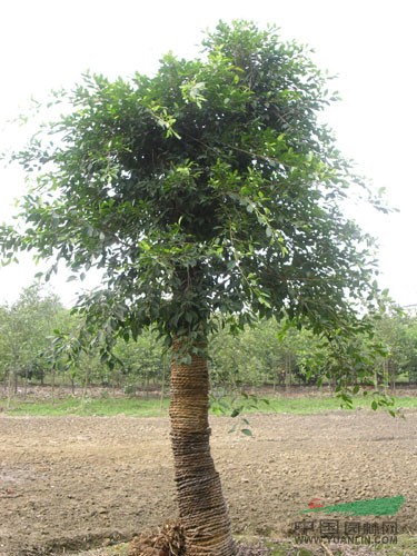 福建榕树 (胸径12cm)信息