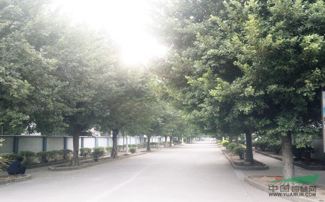 因道路改建，超低价出售大棵榕树胸径30-60树型优美。