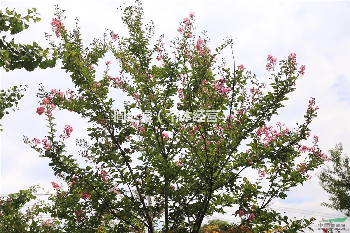 国槐雪松榕树等52类苗木，价格绝对低于市场价