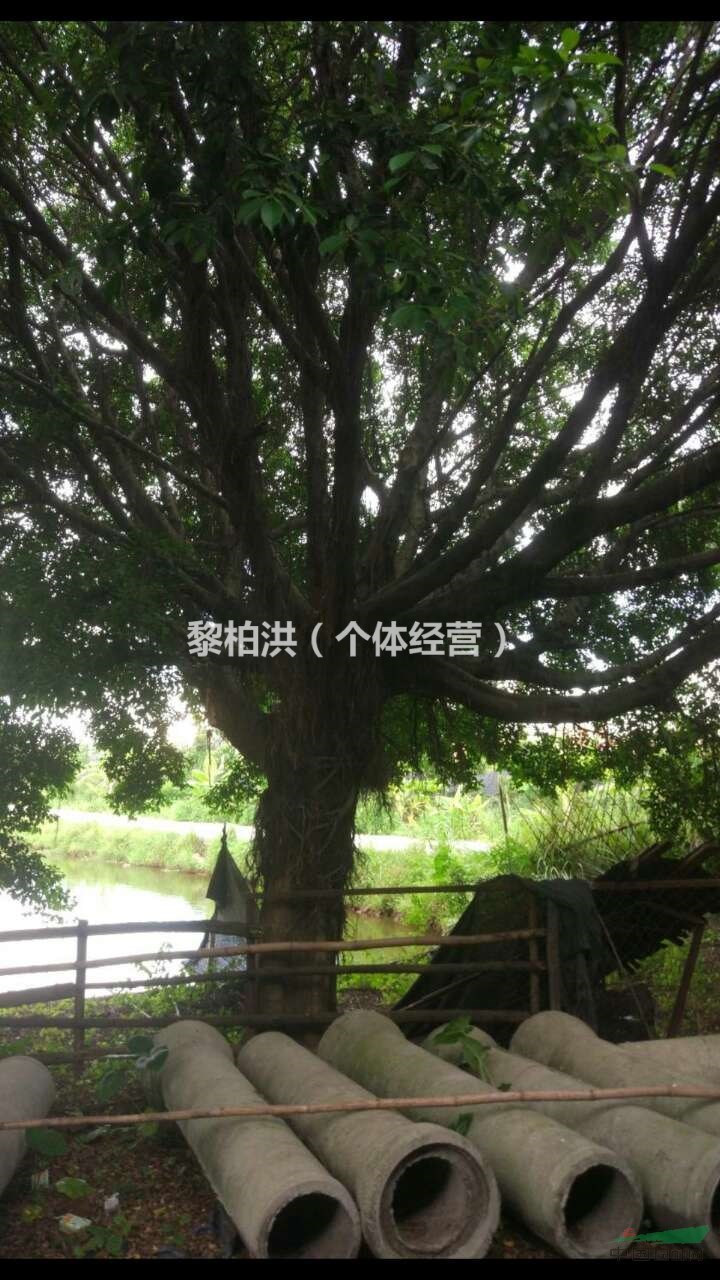 榕树