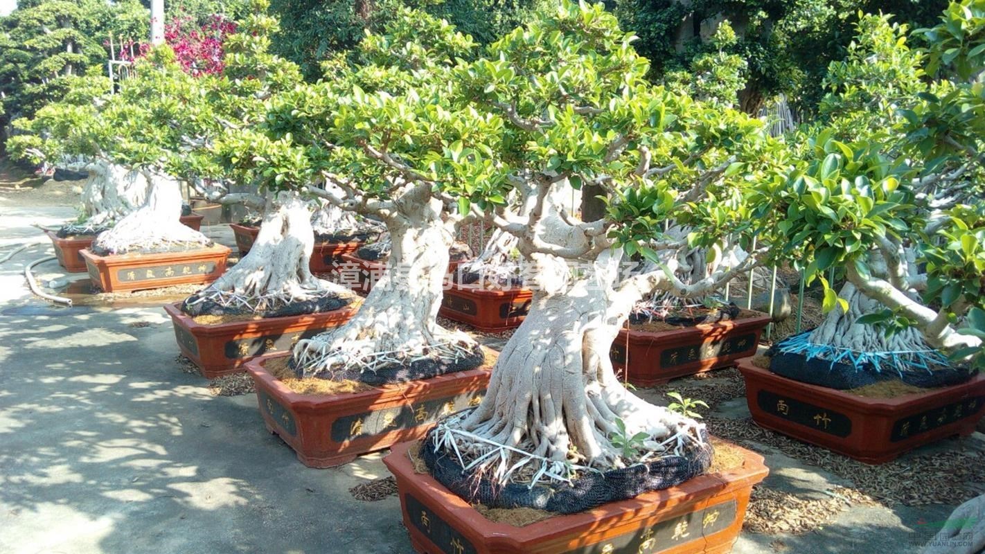 福建漳州造型榕树基地各种规格批发  榕树价格