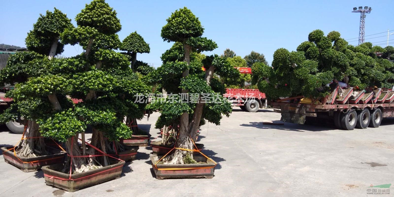 福建漳州榕树造型桩景基地各种规格大量批发供应 自家货源