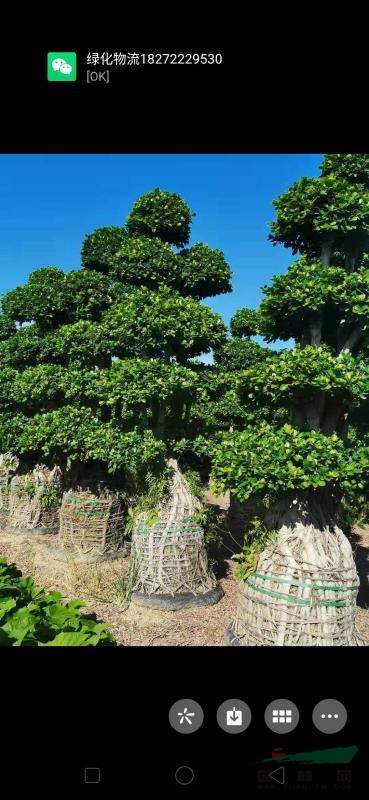 福建省漳州市供应绿化庭院设计，造型榕树