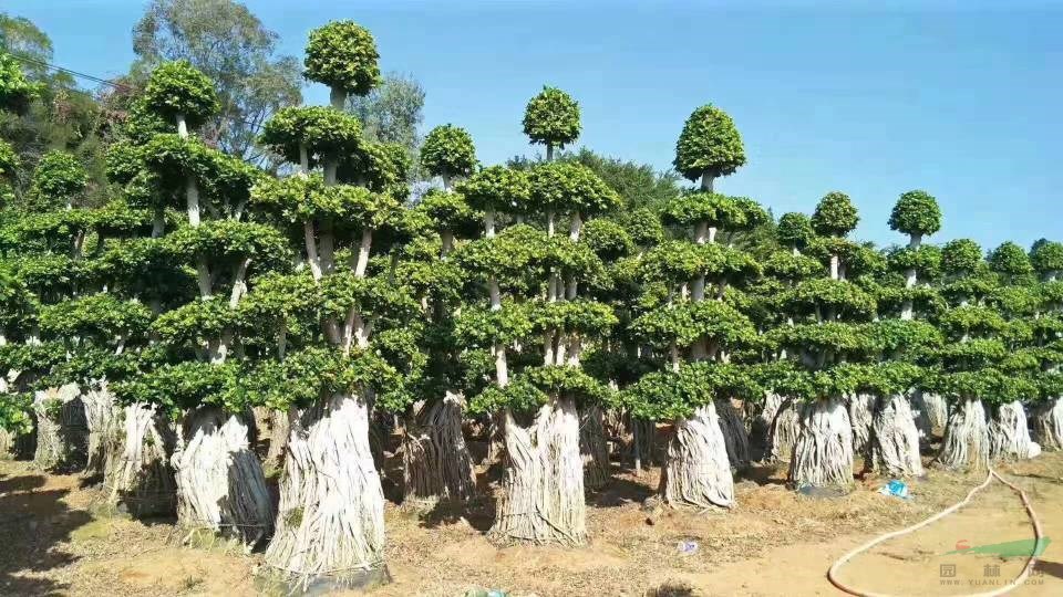 福建省漳州市供应绿化庭院设计，造型榕树