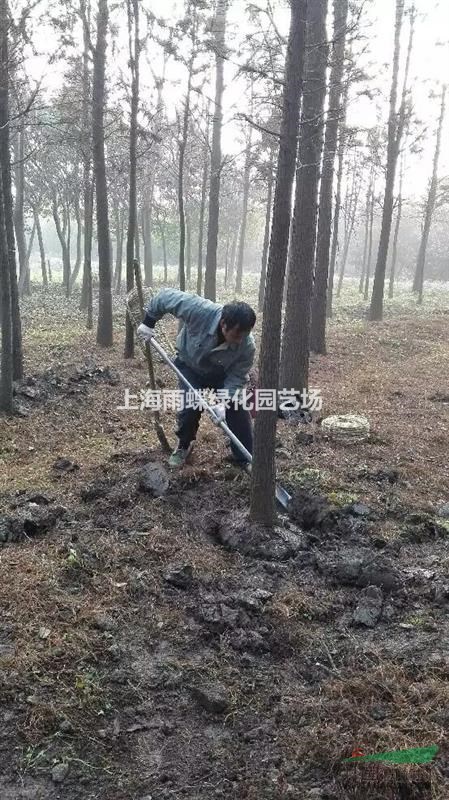 2016年上海地区直销10公分池杉，水杉，落羽杉