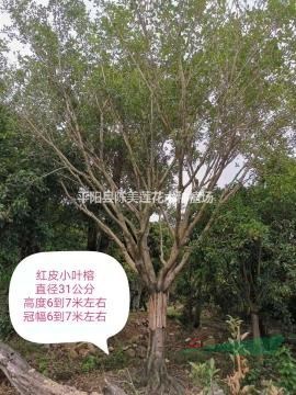 温州红皮小叶榕树