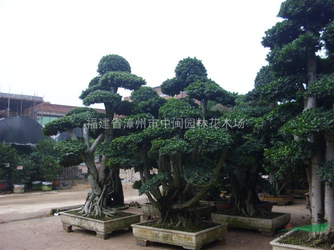榕树盆景，高度2-7米，造型，绿化树盆景