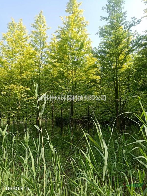 江苏地区金叶水杉5-7cm