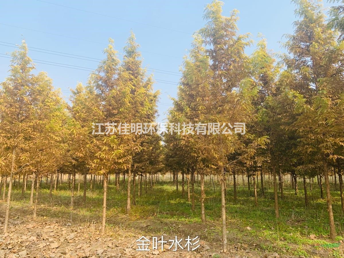 江苏地区金叶水杉5-7cm