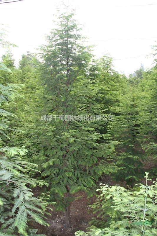 3公分水杉低价供应.出售各种规格的水杉