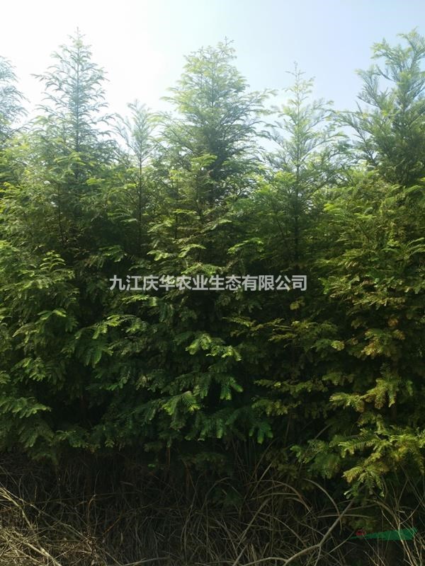 江西九江水杉小苗哪里有卖 水杉多少钱一棵