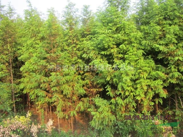 1.8米水杉价格，信阳供应水杉小苗、2米水杉，10公分水杉