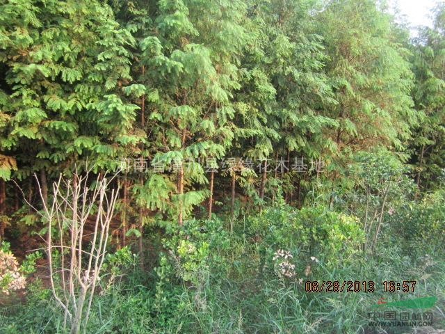 1.8米水杉价格，信阳供应水杉小苗、2米水杉，10公分水杉