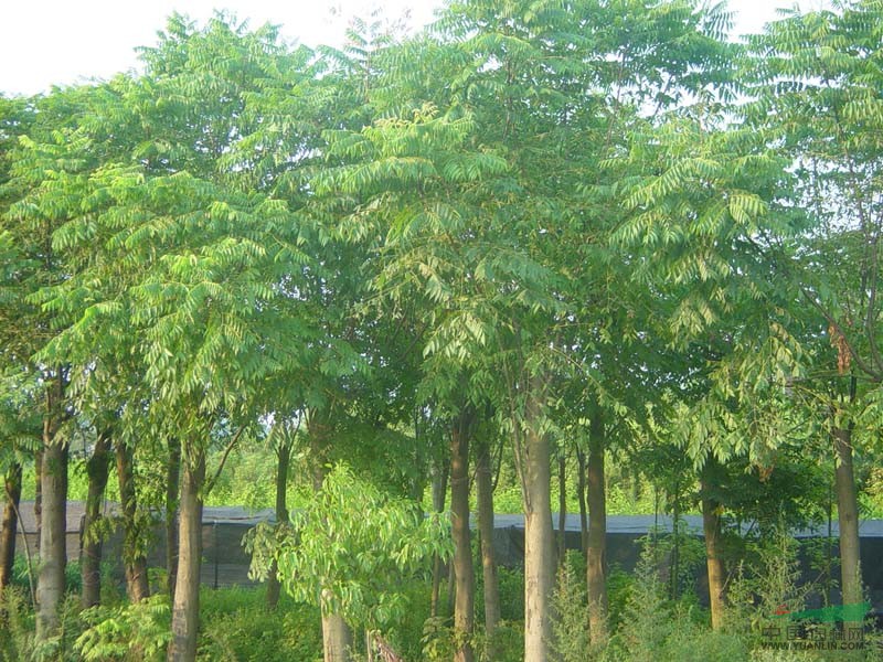 销售基地苗木：栾树、白腊、合欢、水杉、紫叶李