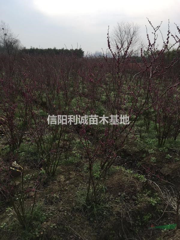 河南地区大量红叶石楠，自家种植，价优