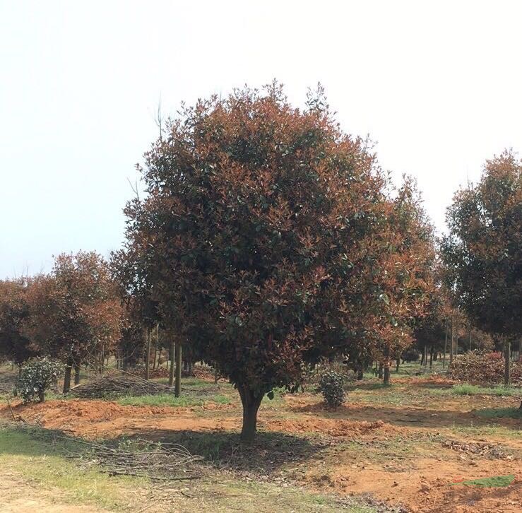 浙江供应8-20公分红叶石楠、红叶石楠图片、精品红叶石楠树