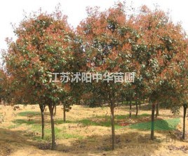 出售、红叶石楠树2--8公分、石楠球、红叶石楠小苗